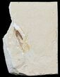 Cretaceous Fossil Squid - Preserved Ink Sac #48585-1